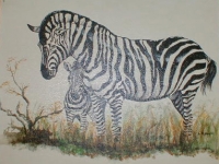 zebra_web_med